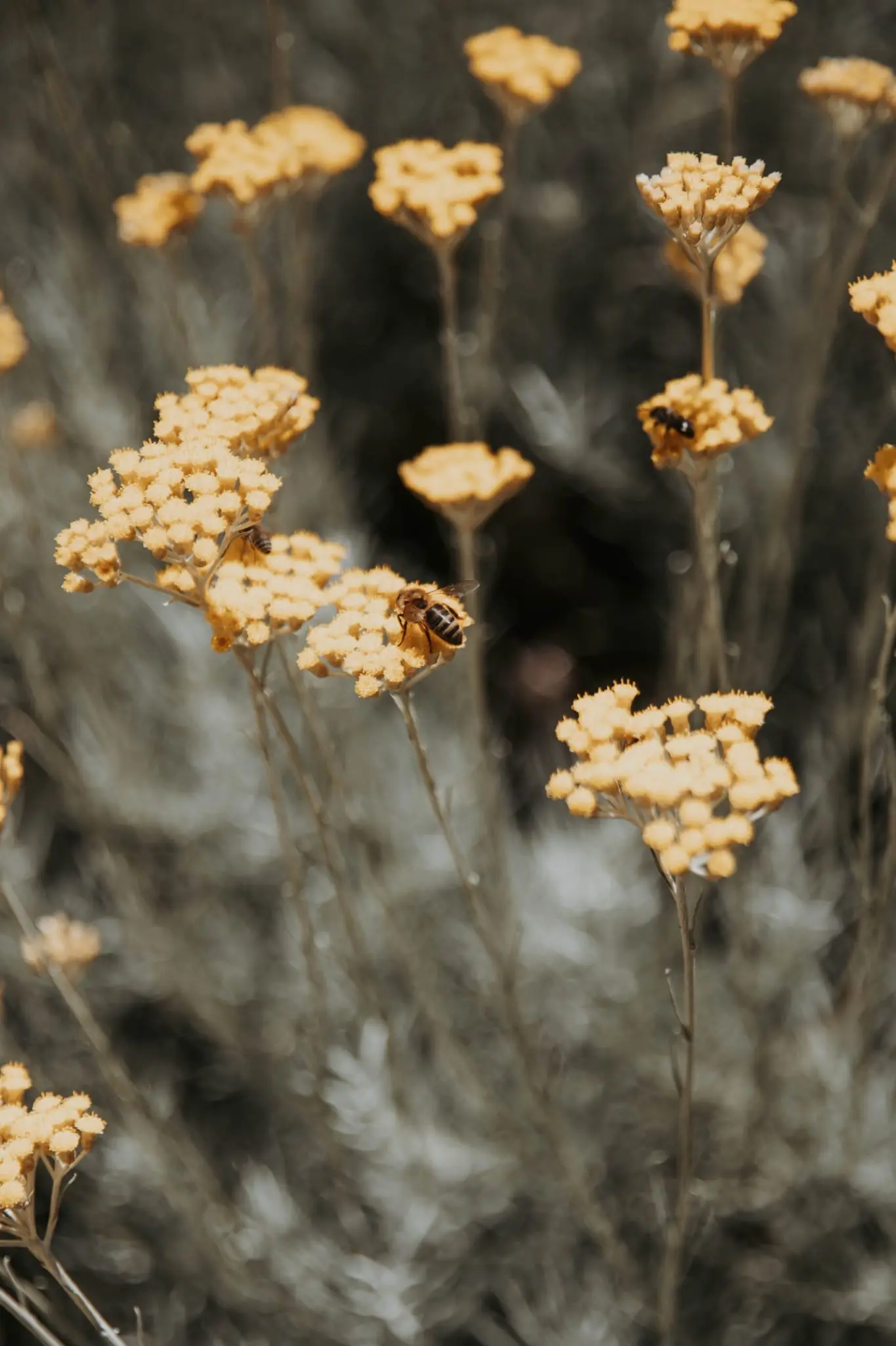 Immortelles en fleurs et abeilles dans le jardin de la Bergerie